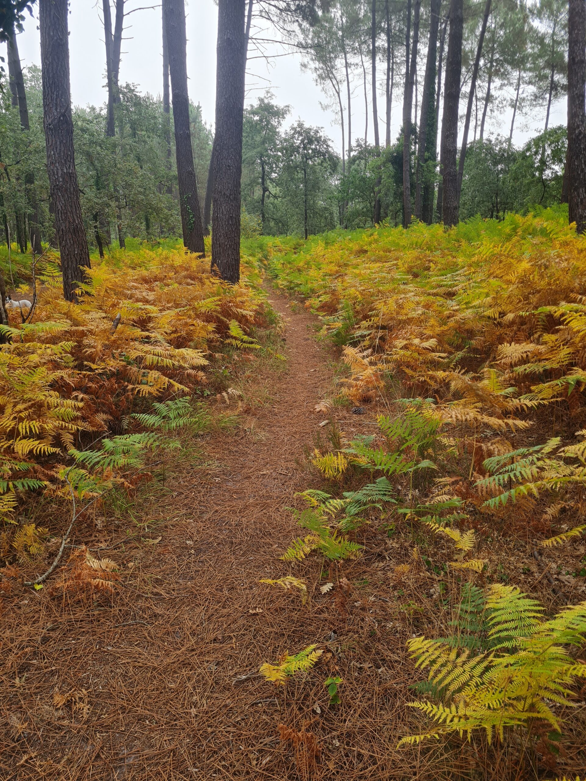 ARCACHON (2)